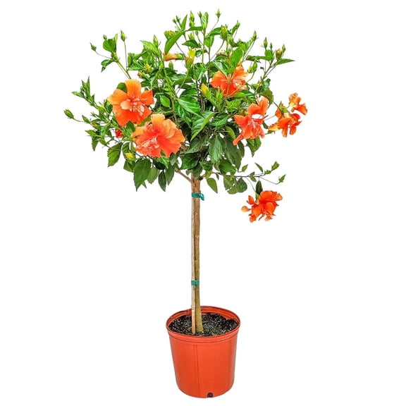 Tropical Plants of Florida 38" to 44" Double Peach Hibiscus Tree; Full Sunlight, Standard Tree