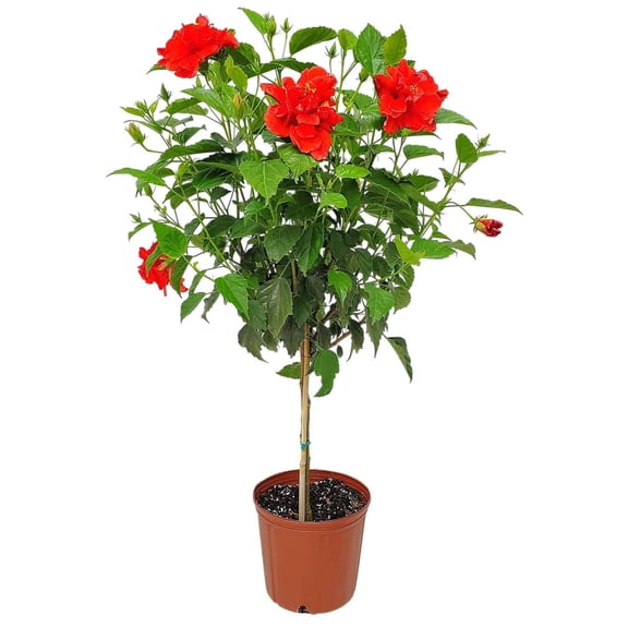 Tropical Plants of Florida 38" to 44" Double Red Hibiscus Tree; Double Hibiscus Flower, Red Blooms, Full Sunlight