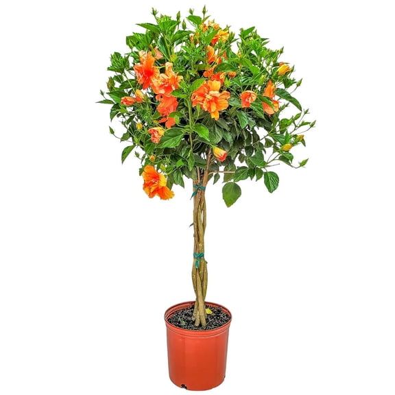Tropical Plants of Florida 38" to 44" Braided Double Peach Hibiscus Tree, 10 in Grower Pot, 1 Count, Attract Bees
