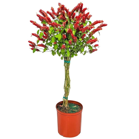 Tropical Plants of Florida 44" to 48" Braided Shrimp Tree; Red Flowers, Full Sunlight, Growers Pot