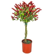 Tropical Plants of Florida 44 to 48 Braided Shrimp Tree; Red Flowers, Full Sunlight, Growers Pot