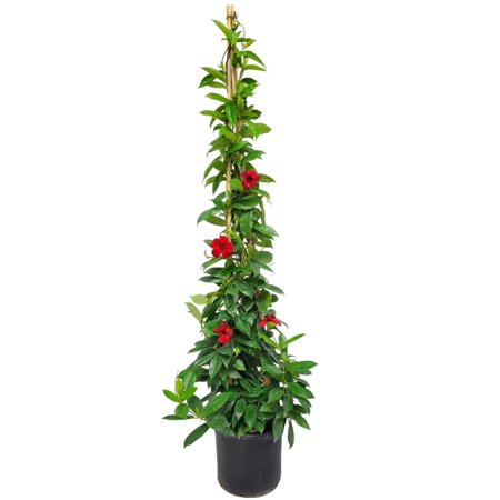 Tropical Plants of Florida 60" to 70" Giant Red Mandevilla Vine Plant; Partial to Full Sunlight, Outdoor Garden, 12" Nursery Pot