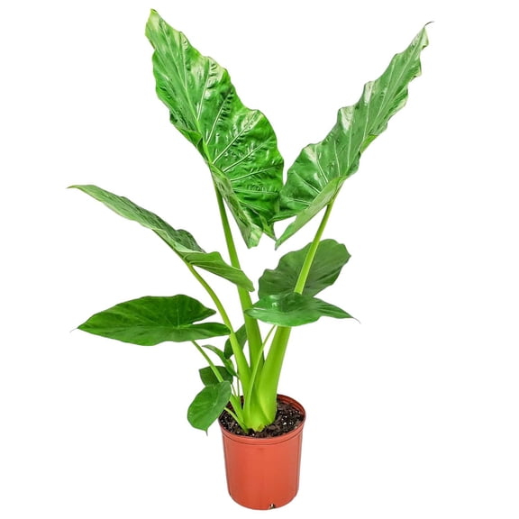 Tropical Plants of Florida Alocasia Borneo Giant Overall Size 28" to 34"; Elephant Ear Plant, Partial Sun