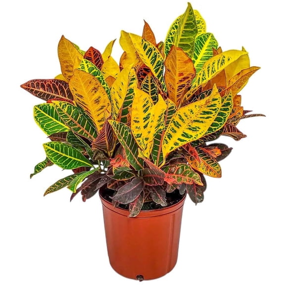 Tropical Plants of Florida Croton Petra Live Plant, 2428 in Tall, 3 Gallon Pot, Bright Light