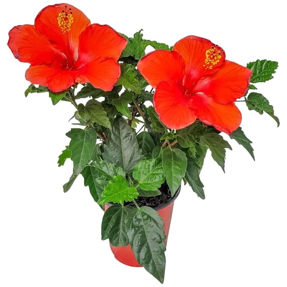 Tropical Plants of Florida 16" to 18" President Red Hibiscus Bush, 1 Gallon, Pet Friendly