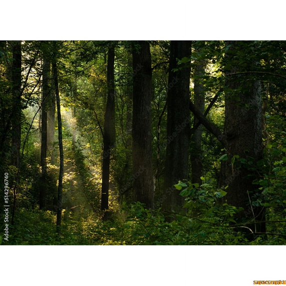Tropical Rainforest Coniferous Forest Moss Fall Tree Photography Backdrops Prop Jungle Nature Landscape Theme Background ZL-13