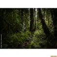thumbnail image 1 of Tropical Rainforest Coniferous Forest Moss Fall Tree Photography Backdrops Prop Jungle Nature Landscape Theme Background ZL-14, 1 of 5