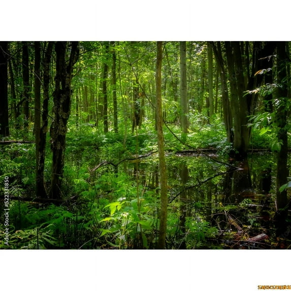 Tropical Rainforest Coniferous Forest Moss Fall Tree Photography Backdrops Prop Jungle Nature Landscape Theme Background ZL-14