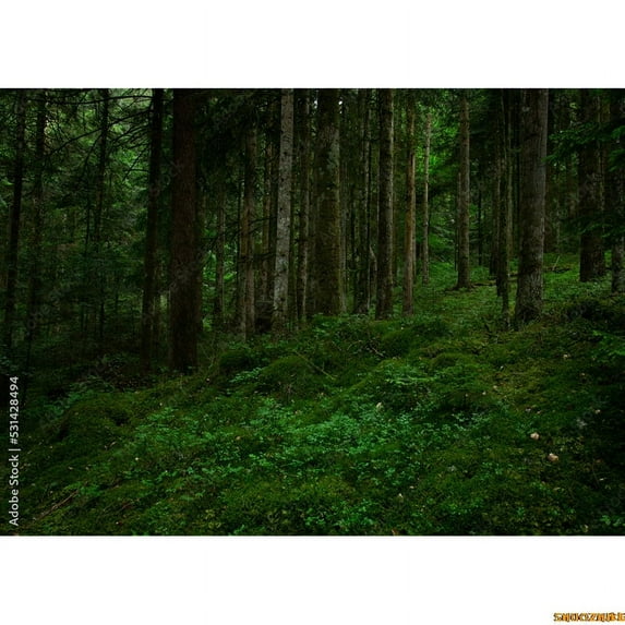 Tropical Rainforest Coniferous Forest Moss Fall Tree Photography Backdrops Prop Jungle Nature Landscape Theme Background ZL-14