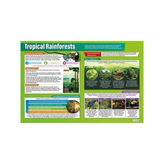 Tropical Rainforest Sustainability Poster Deforestation Conservation Geography Chart for Middle High School Classroom