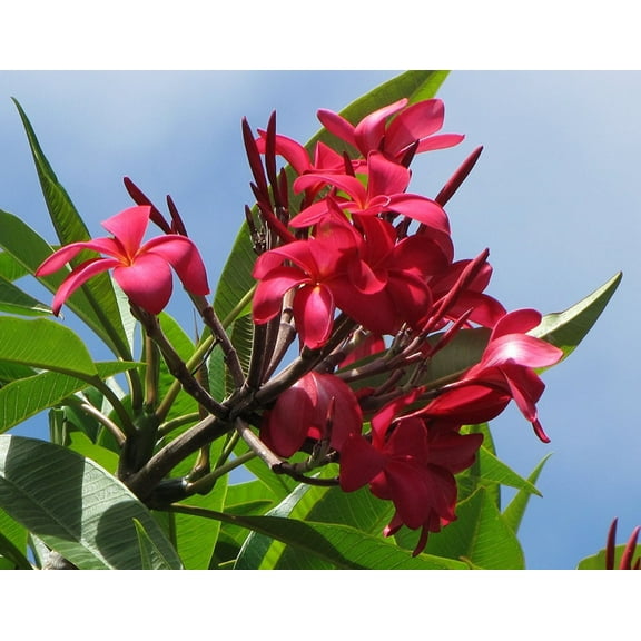 Tropical Red Plumeria Plant Live Cutting 1 Pk Full Sun Indoor Outdoor LL2
