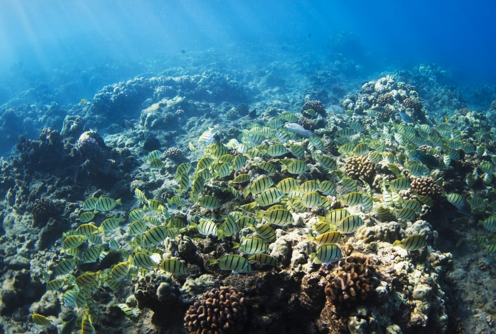 Tropical Reef in Hawaii- Canvas Art - Design Pics Vibe Design Pics (16 x 11)