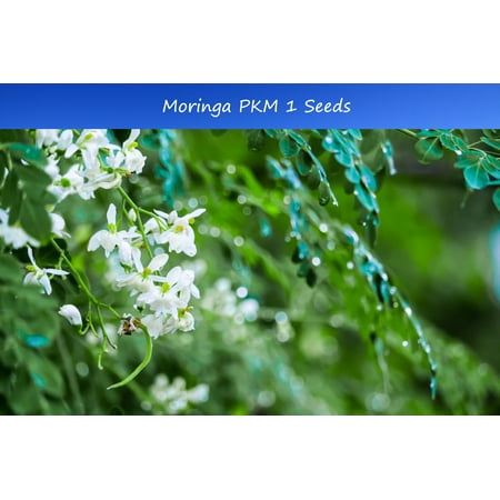 Tropical SEEDS -5 Moringa Seeds -Moringa oleifera-PKM1 Hybrid -Grown for Larger Yields -Kelor- -Showy White Flowers = Serendipity Seeds