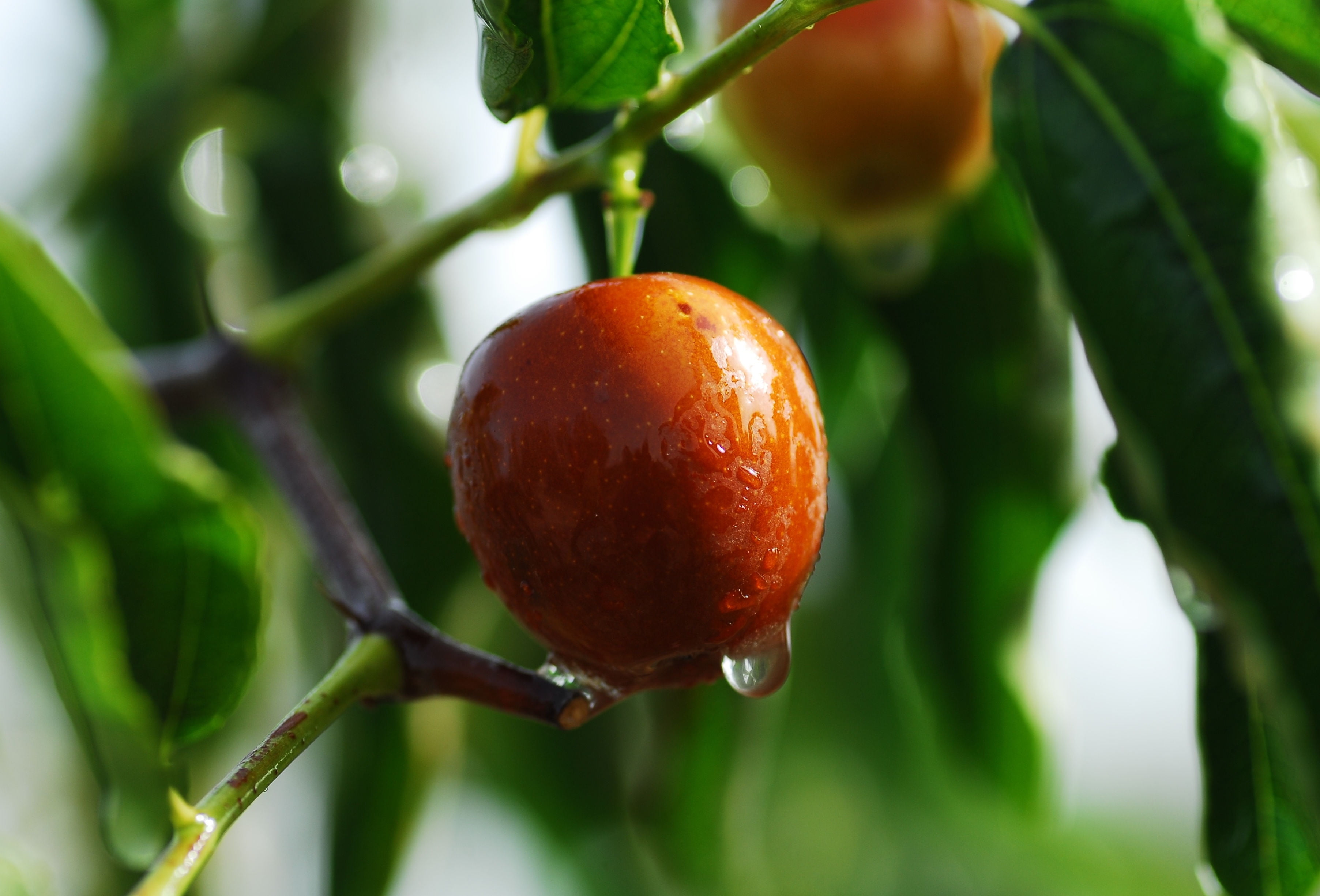 Tropical SEEDS - Ber Tree 10 Seeds - Jujube - Small Evergreen ...
