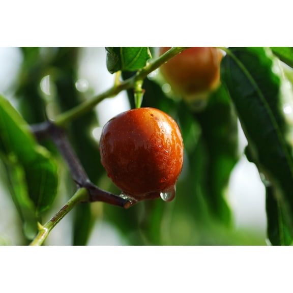 Tropical SEEDS - Ber Tree 10 Seeds - Jujube - Small Evergreen - Container or standard - Ziziphus mauritiana -Zizyphus