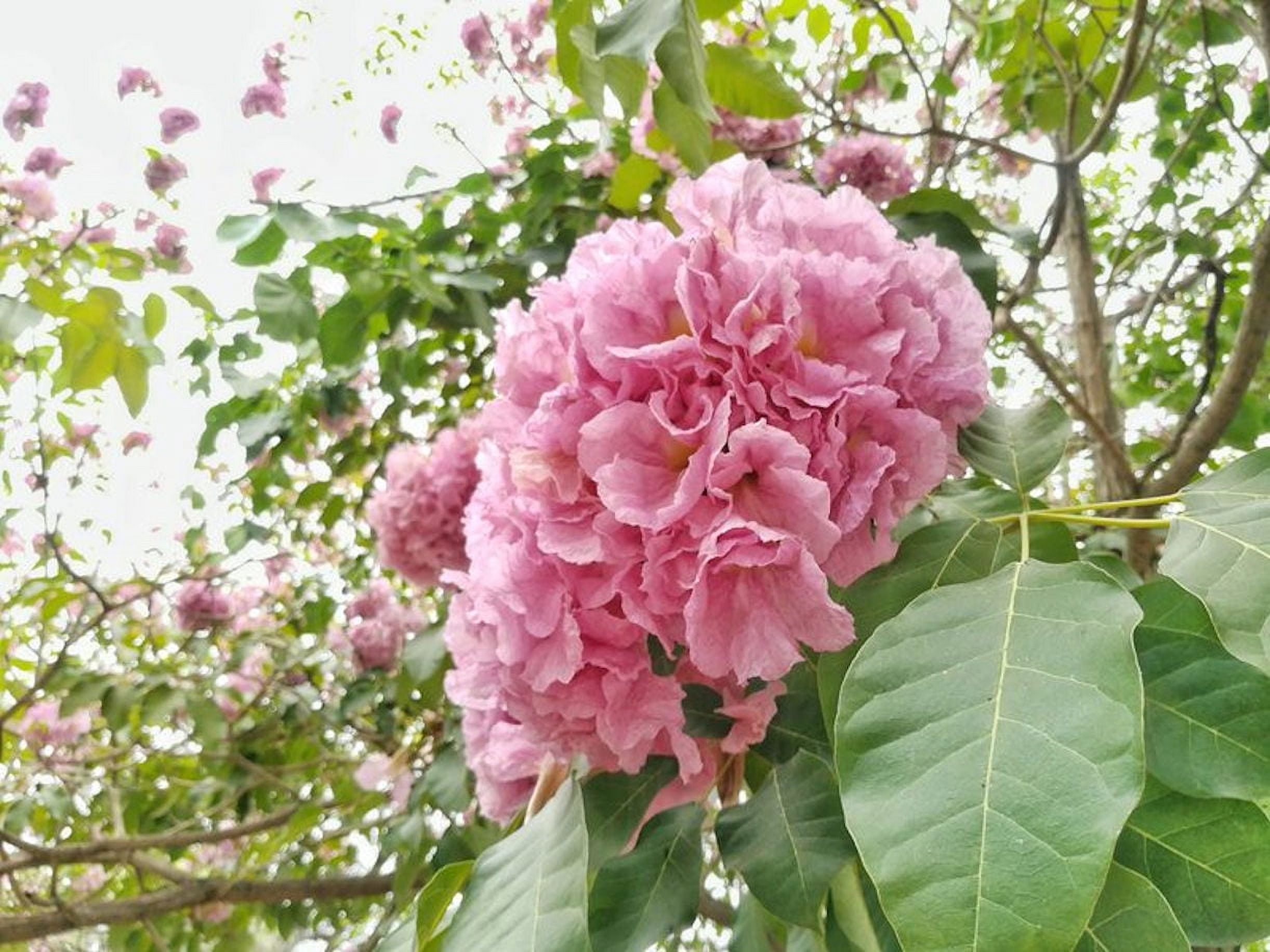 Tropical SEEDS-Pink trumpet Tree -10 Seeds -Ornamental Tropical ...