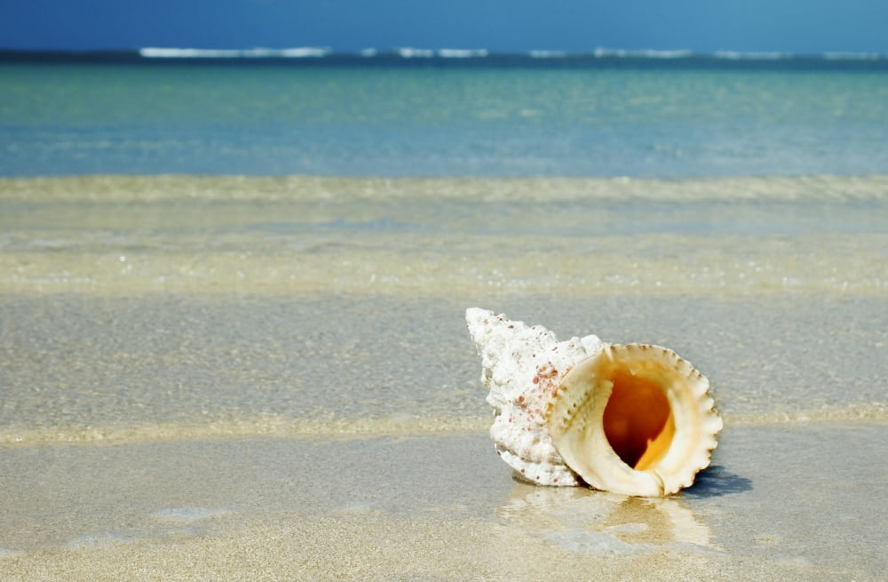 Tropical Seashell On The Beach With Gorgeous Clear Blue Ocean Behind Canvas Art - Mary Van de Ven Design Pics (17 x 11)