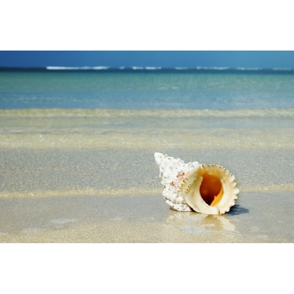 Tropical Seashell On The Beach With Gorgeous Clear Blue Ocean Behind Poster Print (34 x 22)