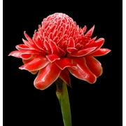 Tropical Seeds -20 Tropical Ginger Seeds- Etlingera elatior -See Listing- Cut Flower- Container Tropical or Standard