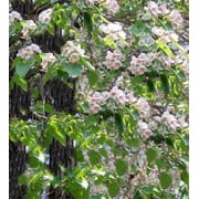 Tropical Seeds- 20 Heirloom SEEDS -Dragon Tree! Paulownia fortunei
