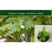 Tropical Seeds -Arappu -10 Seeds - Multi-use Plant See Listing Below- Albizia Amara