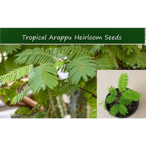 Tropical Seeds -Arappu -10 Seeds - Multi-use Plant See Listing Below- Albizia Amara