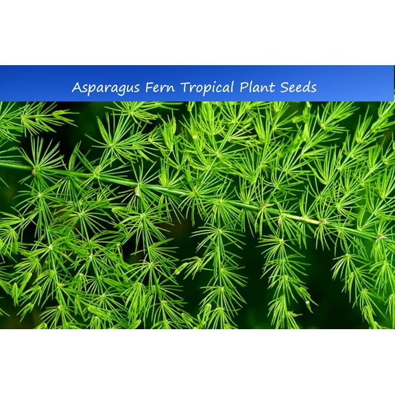 Tropical Seeds- Asparagus-Feather Fern-10 Seeds-See Listing Below- Container Gardening- Setaceus pyramidalis plumosus seed pack