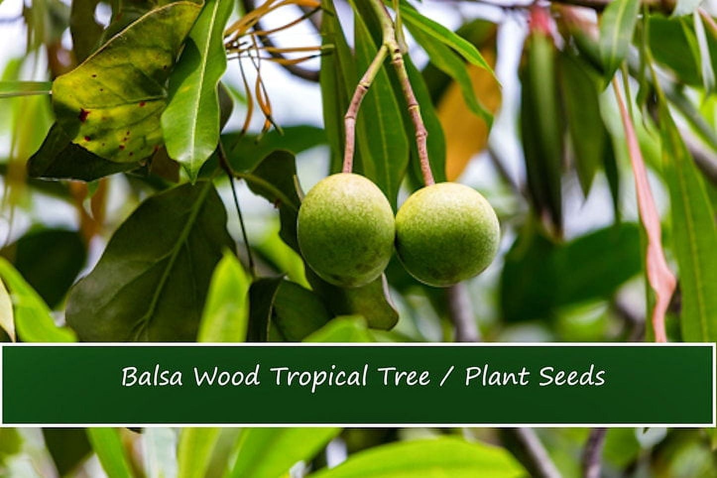 Tropical SeedsBalsa Wood Tree 20 seeds Bonsai Ornamental Tropical