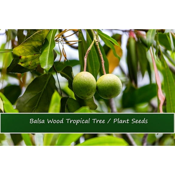 Tropical Seeds-Balsa Wood Tree- 20 seeds- Bonsai -Ornamental Tropical -Container Plant Seed- See Listing Below -Ochroma lagopus