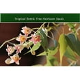 thumbnail image 1 of Tropical Seeds -Bottle Tree -10 Seeds - Brachychiton populneus = Serendipity Seeds, 1 of 7