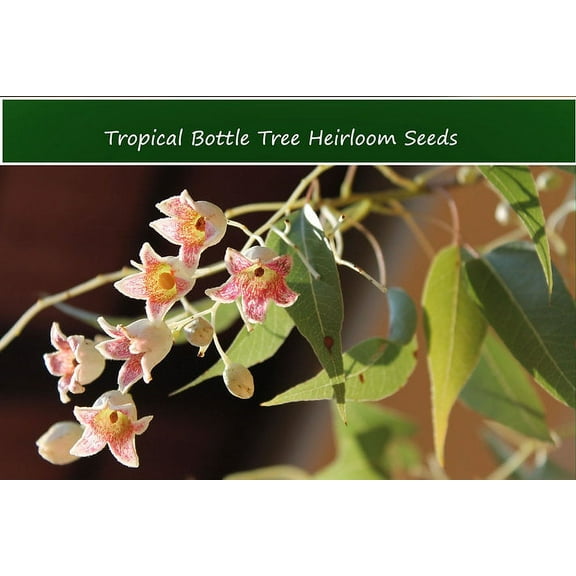 Tropical Seeds -Bottle Tree -10 Seeds - Brachychiton populneus = Serendipity Seeds