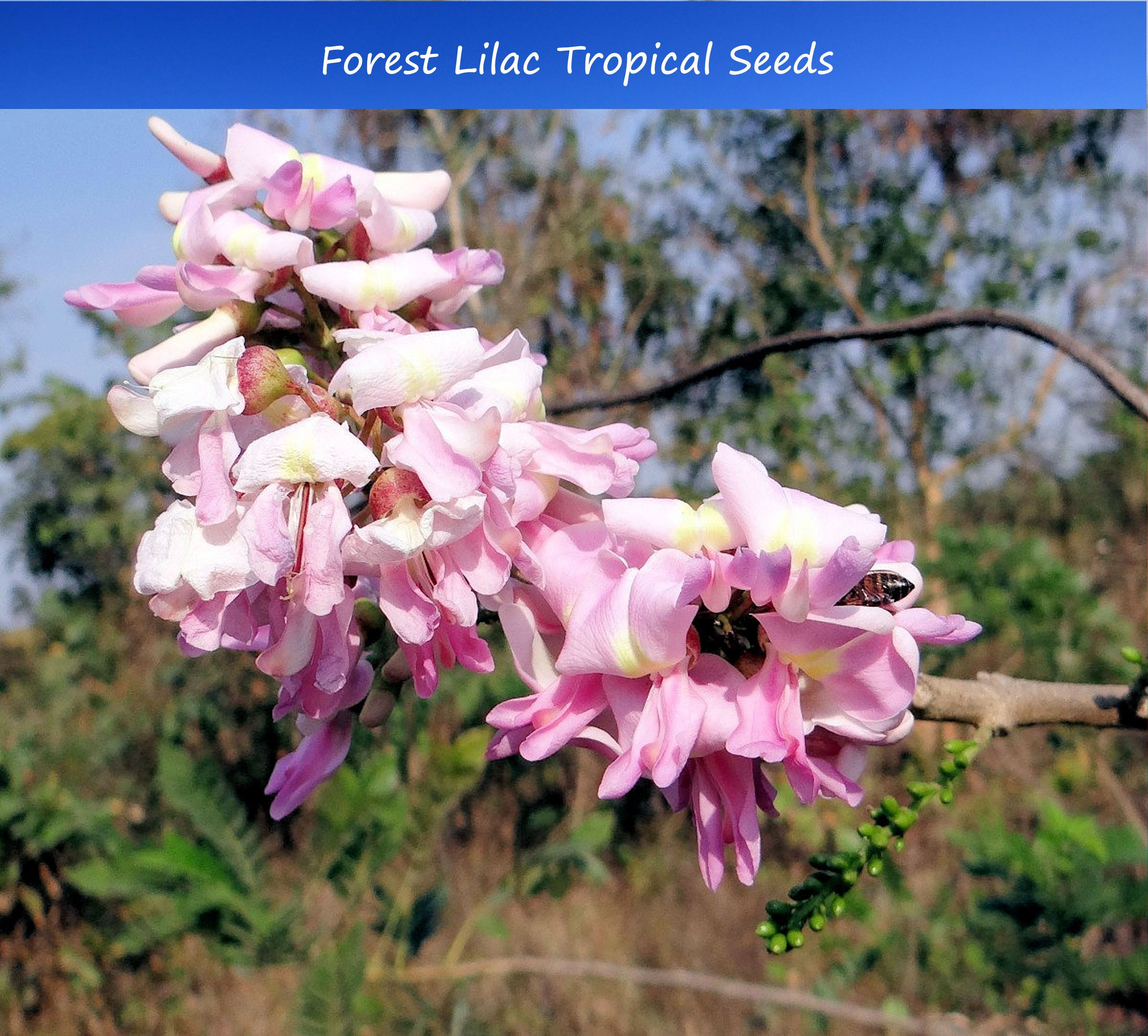 Serendipity Seeds Forest Lilac Seeds 10 Count Gliricidia Sepium, Small ...