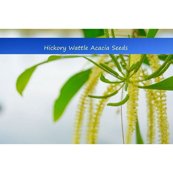 Tropical Seeds -Hickory Wattle Tree - 20 Seeds -Tropical - Multi-Purpose Container or Standard - Acacia mangium