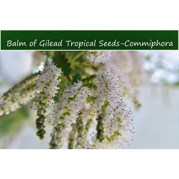 Tropical Seeds -RARE  Balm of Gilead -10 Heirloom  Seeds-Commiphora berryi -Tropical Container Gardening   See Listing Below