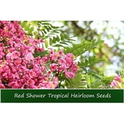 Tropical Seeds-Red Shower Tree - 10 Seeds-Cassia Marginata