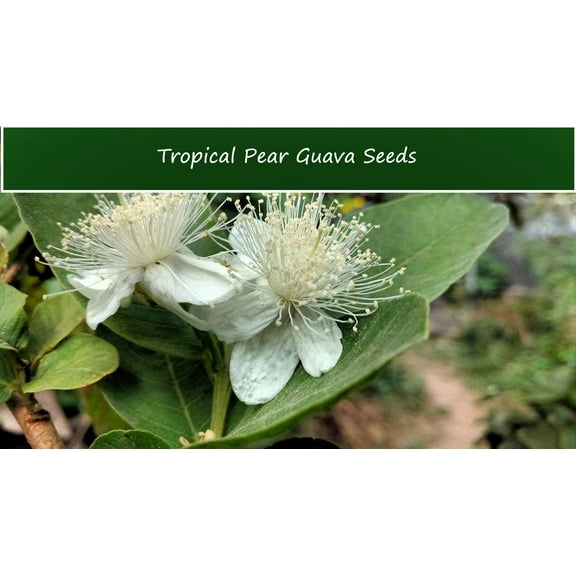 Tropical Seeds -Tropical Pear Guava-20 Seeds White Blooms - Psidium guajava Serendipity Seeds