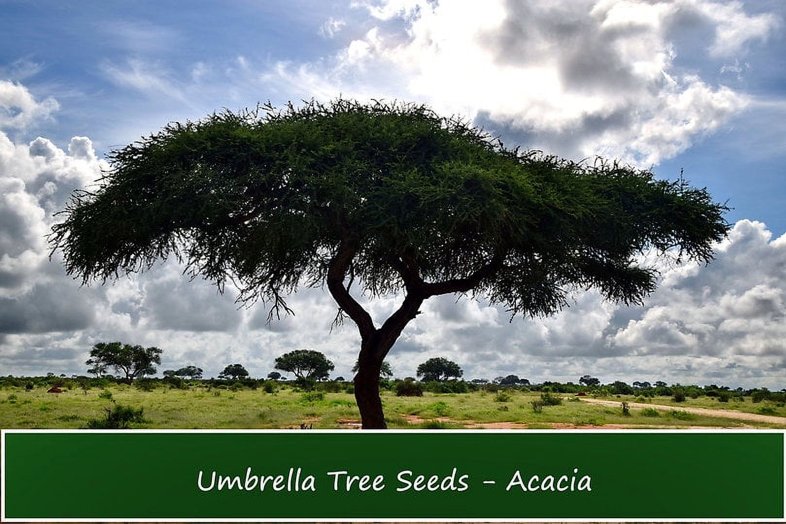 Tropical Seeds - Umbrella Thorn Acacia- 20 Seeds- Acacia tortilis- Serendipity Seeds - image 1 of 7