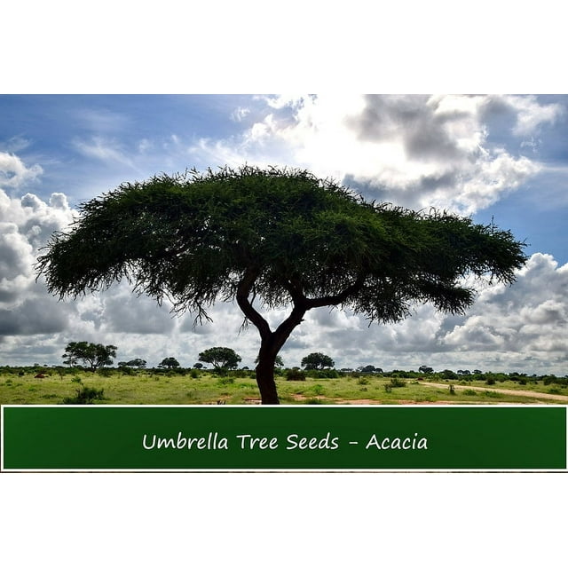 Tropical Seeds - Umbrella Thorn Acacia- 20 Seeds- Acacia tortilis- Serendipity Seeds