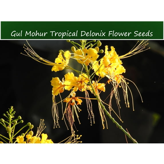 Tropical Seeds - White Flame Tree- 10 Heirloom Flower Seeds -White Gul Mohur- Tropical -Delonix elata