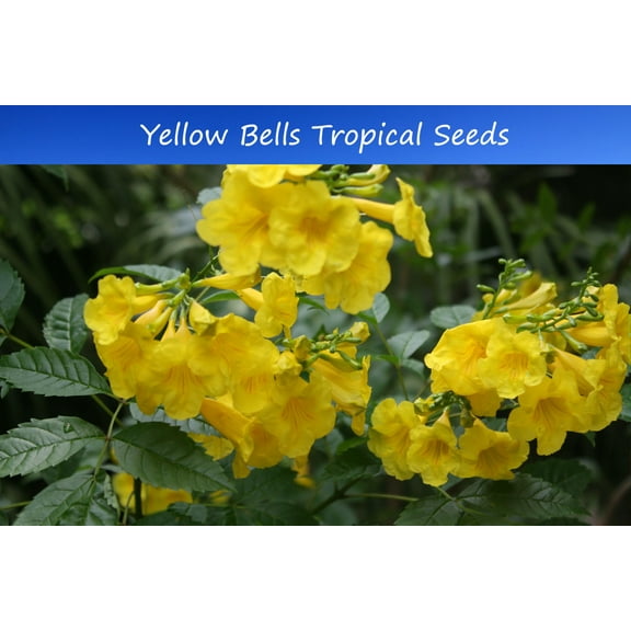 Tropical Seeds Yellow Bells -25 Seeds-A perfect Tropical Look -Tecoma stans