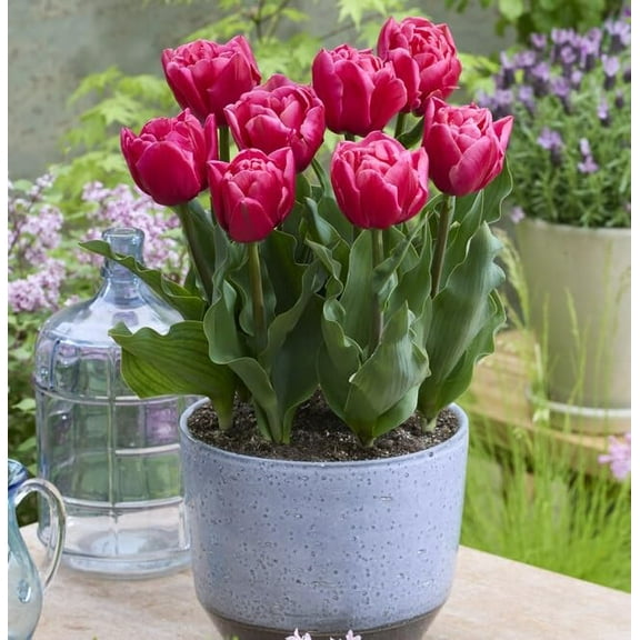 Tropical Sunset Double Tulip Bulbs for Planting - Easy to Grow Perennial Tulips (5 Bulbs)