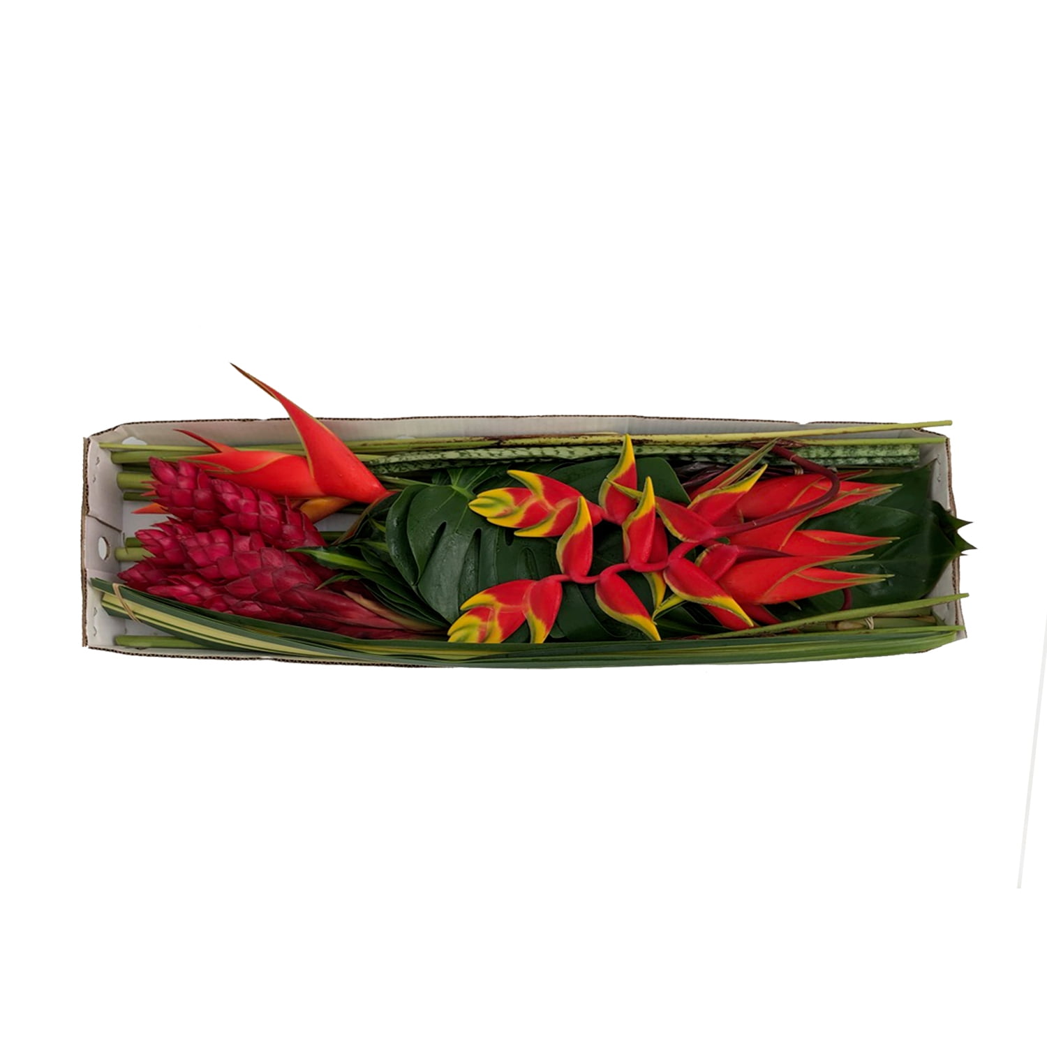 BLOOMINGMORE Tropical Vibes Box - Farm Direct Fresh Cut Flowers - 52 Stems