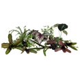 Tropical Vivarium Bioactive Plant Kits for Front Opening (18 18 24 Bare