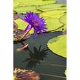 thumbnail image 1 of Tropical Waterlilies Tanzanite Nymphaea New York Botanical, 1 of 3