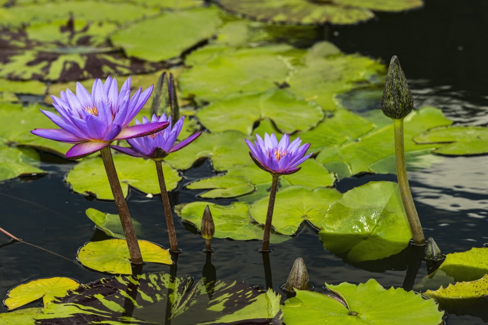 Tropical Waterlilies Tanzanite Nymphaea (nymphaeaceae) New York Botanical Garden New York City New York United States of America Canvas Art - F M Kearney Design Pics (19 x 12)