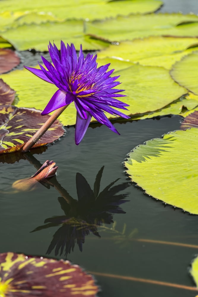 Tropical Waterlilies Tanzanite Nymphaea (nymphaeaceae) New York Botanical Garden New York City New York United States of America Canvas Art - F M Kearney Design Pics (12 x 19)