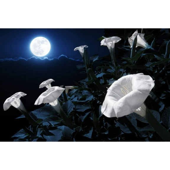 Tropical White Knight Vine - Blooms at Night, Reflects Moonlight, Exotic Night Blooming Annual Flower Seeds, A Night Sunflower 20 Seeds