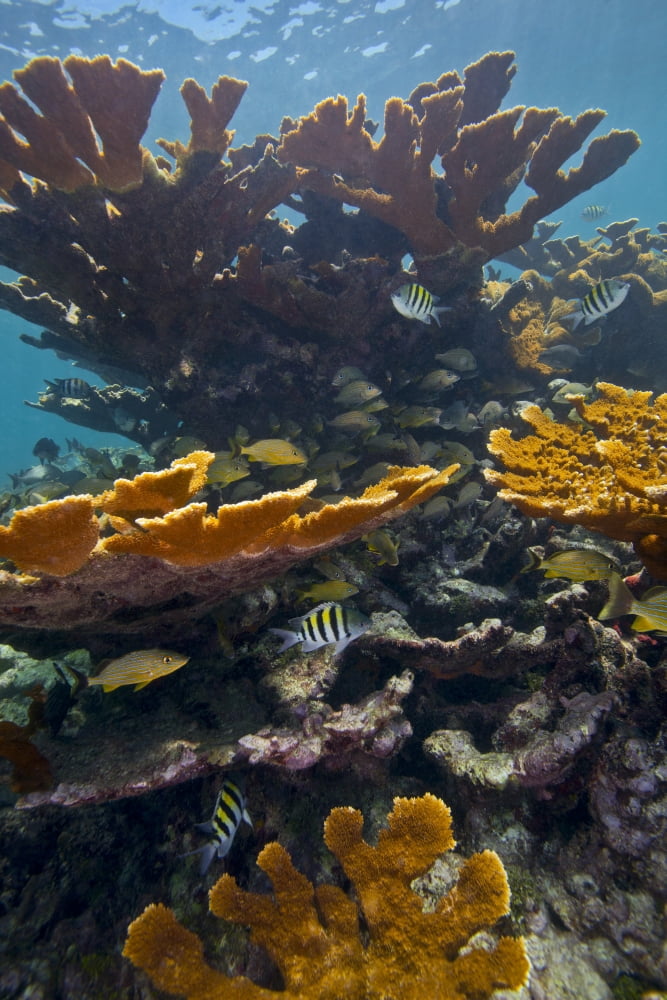 Tropical fish take refuge amongst Elkhorn Coral Canvas Art - Michael WoodStocktrek Images (23 x 35)