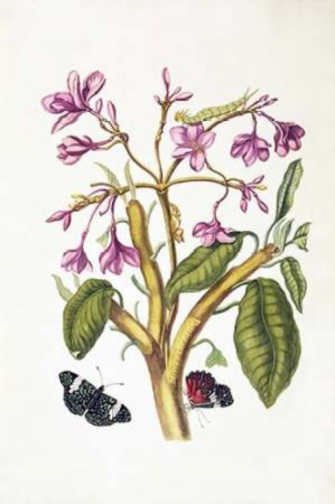 Tropical flower Butterflies plate 8 Canvas Art - Sybilla Merian (12 x 18)