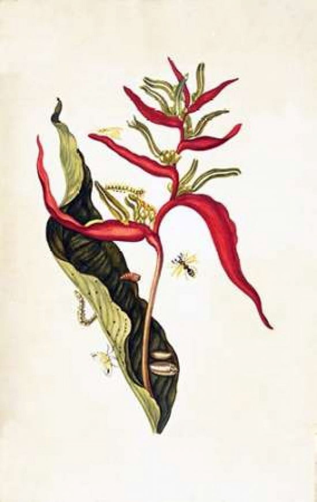 Tropical flower plate 14 Canvas Art - Sybilla Merian (12 x 18)